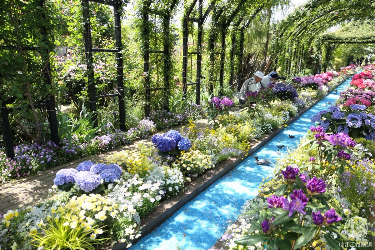 2026年「横浜ローズウィーク」市内各所で開催！山下公園や港の見える丘公園など街中にバラ色溢れる1ヶ月 ※写真は過去の様子 hamakore.yokohama/yokohama-rosew… ≫