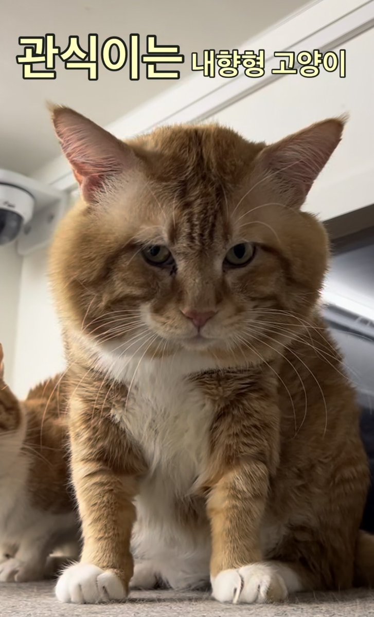 개병규 tweet media