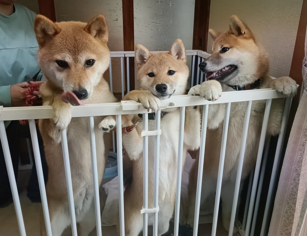 ⭐ゆずちゃん様オーダー(柴犬3段)＋2点♥️DIY♥️--167・173・176 茶太郎に会ってきたよ～(≧▽≦)☆ さすが男の子、あずより随分大きく