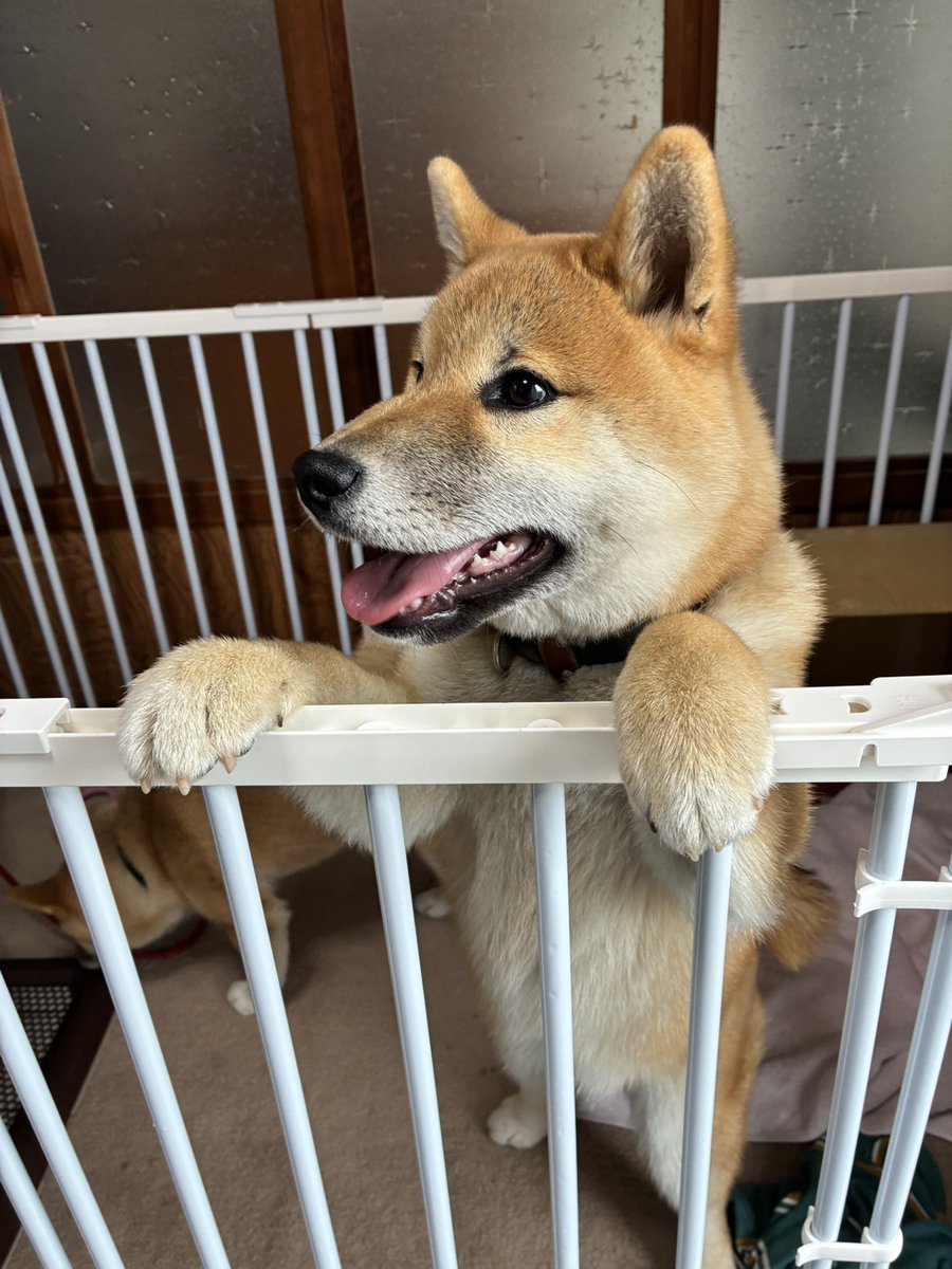 ⭐ゆずちゃん様オーダー(柴犬3段)＋2点♥️DIY♥️--167・173・176 茶太郎に会ってきたよ～(≧▽≦)☆ さすが男の子、あずより随分大きく