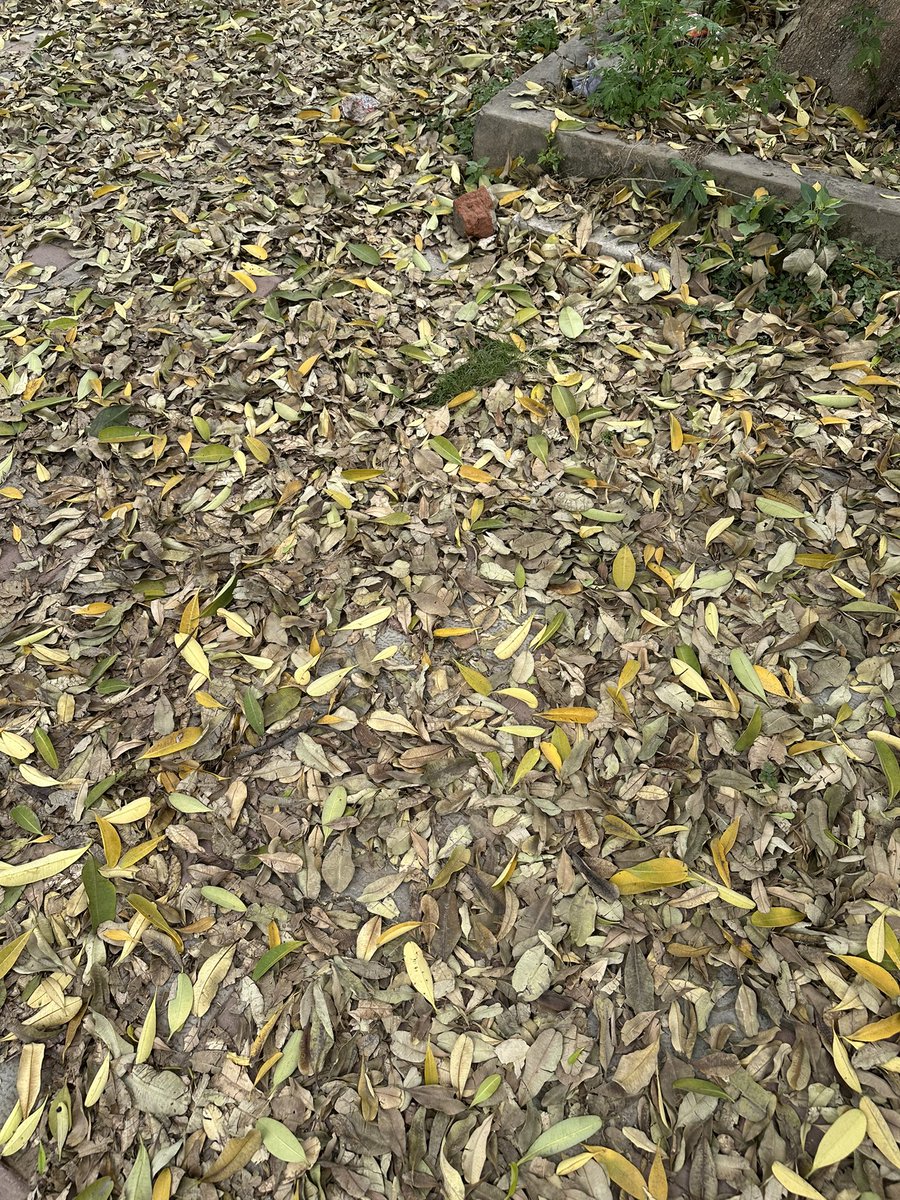 parmindercwc's tweet photo. Streets choked with leaf litter 🍂

#Mohali #Punjab

@AamAadmiParty @BhagwantMann https://t.co/ysy7NaJNMF