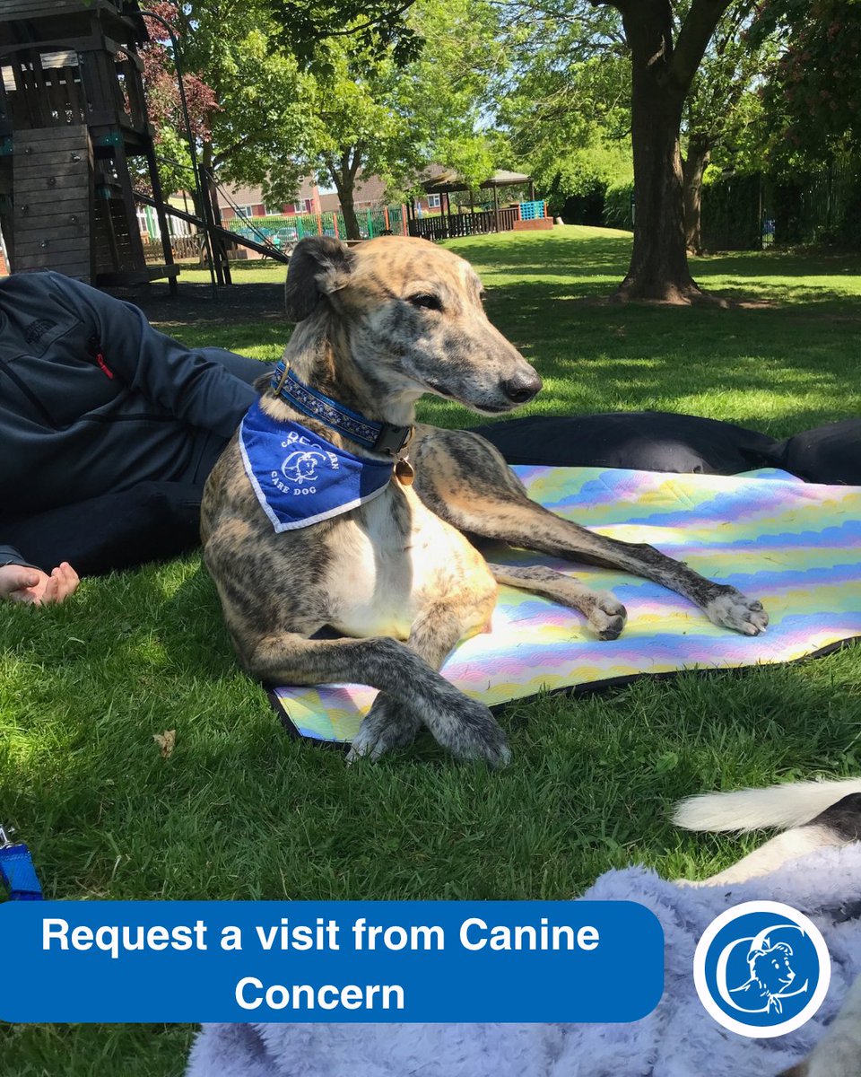 Canine Concern CIO tweet media