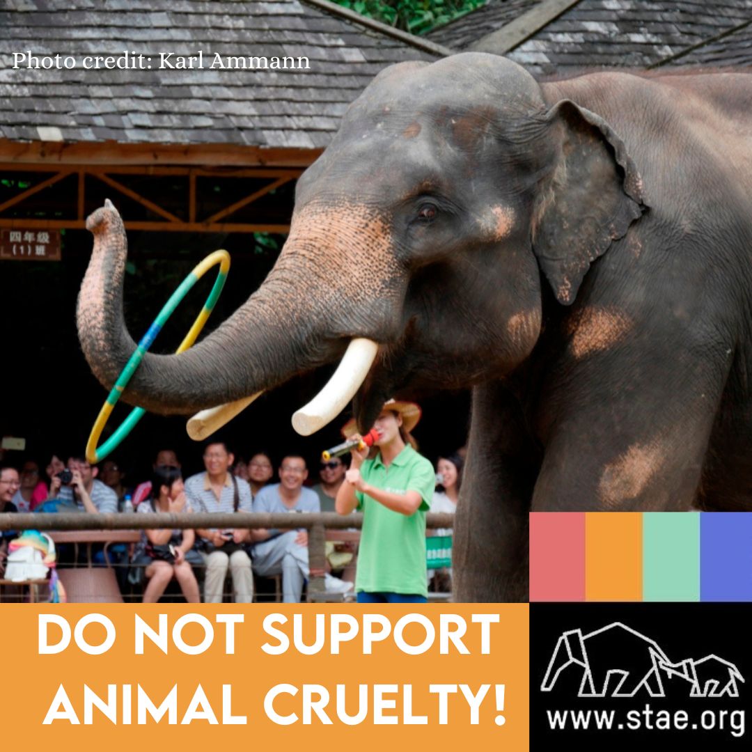Save The Asian Elephants tweet media