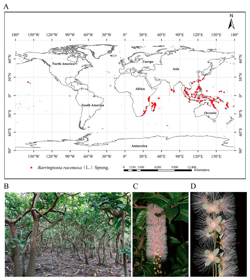 DiversityMDPI's tweet image. 🌏 Climate Change Threatens Barringtonia racemosa: Conservation Insights from a MaxEnt Model

👥 Yanfang Tan et al.
🔗Read at: brnw.ch/21x24bA

#Diversity #Biodiversity #Conservation #Barringtonia