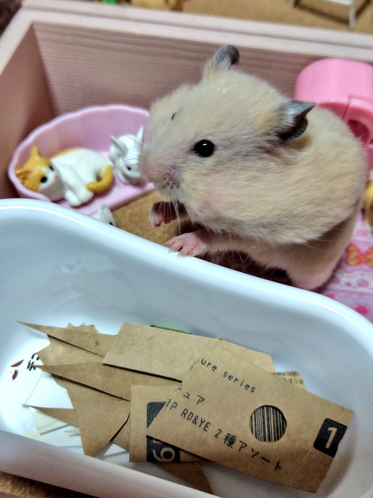 何を作っていたかと言うと、いちご🐹の箱庭

動画かなんかで見て憧れていたそうな。
いちご🐹は姪が隠したおやつ探しに夢中だったけど😂