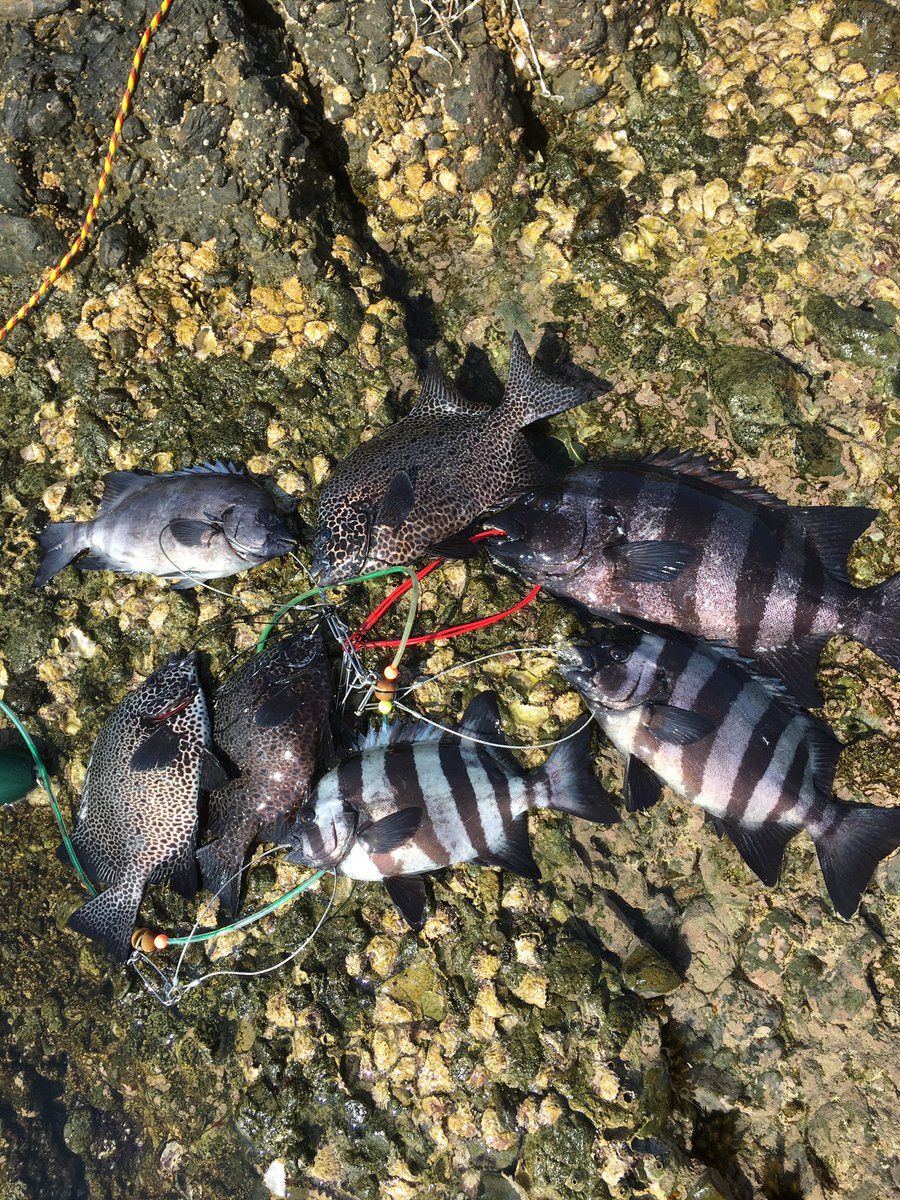 ぼ～すけ@時計…Rolex5桁好き tweet media