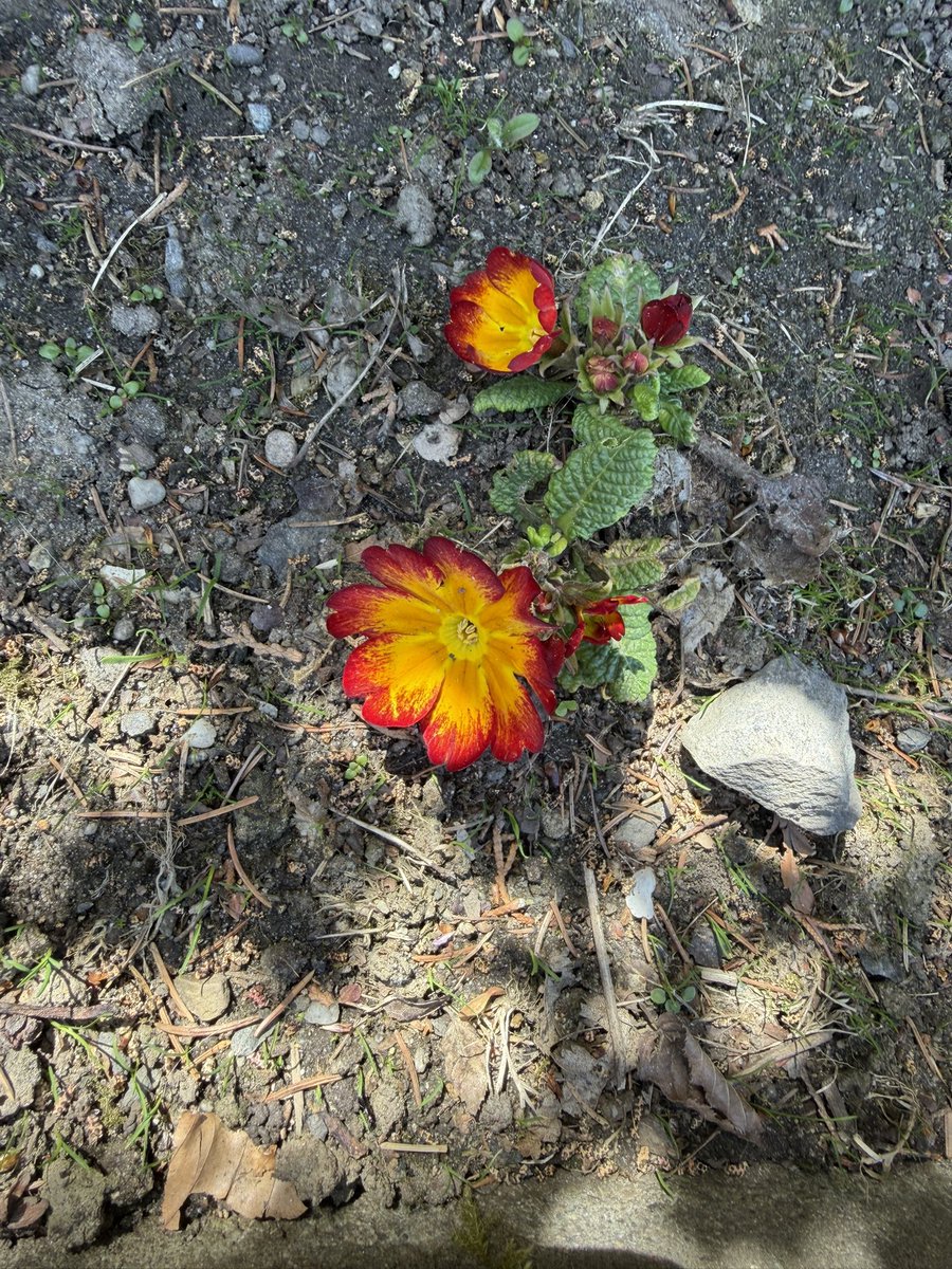 FRD490's tweet image. Primula 
Have a beautiful day
🌱🌿💚🌸❤️♥️💛🌺😊✌️
#primula #blossom #flowers
