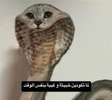 بسبوسة tweet media