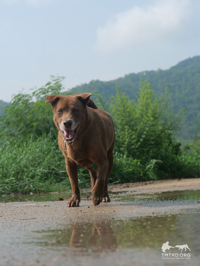 TMTRD - The Man That Rescues Dogs Foundation tweet media