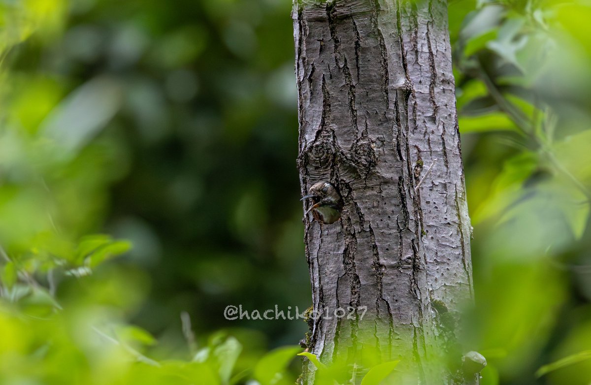 hachiko1027's tweet image. 巣穴から、ひょっこりコゲラっち🐦
|ω•)ﾁﾗｯ

#コゲラ #Canon #キヤノン党でほめあいたい