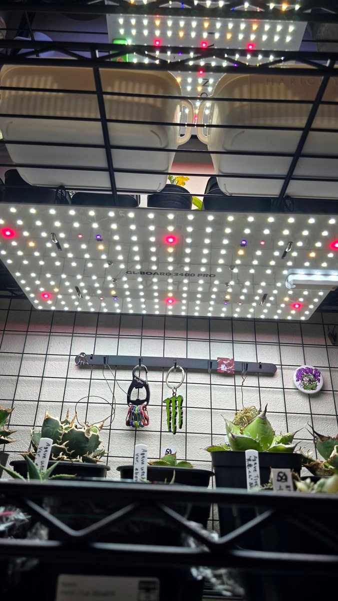 oumi_720's tweet photo. オテロイさん播種したよー👍
成功してくれるといいな🫣

パネルライト💡も新しくした
Haru Designにしてみました🫡 https://t.co/ZVfPb7KKAk