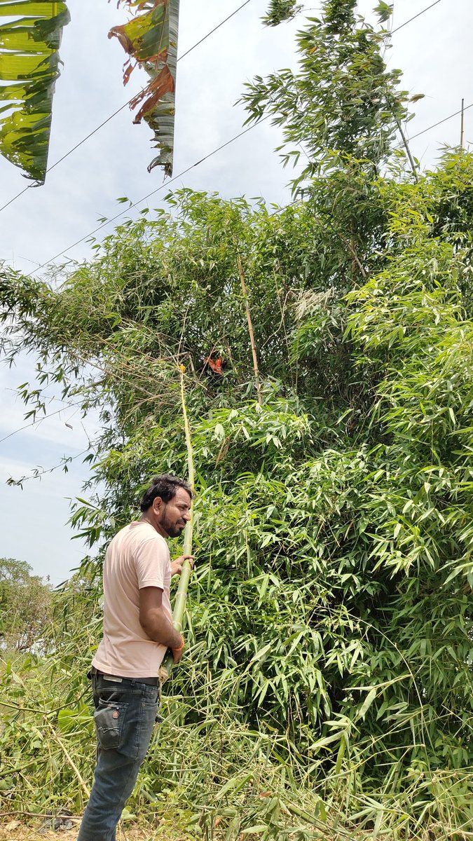 puvvnlmhrjganj's tweet photo. आज दिनांक 30/04/2026 को जनपद महराजगंज के विद्युत वितरण खण्ड-महराजगंज के अंतर्गत लाइनमैन/कर्मचारियों के द्वारा पेड़ की डाली को काटने छाटने का कार्य किया जा रहा है 
@UPPCLLKO @aksharmaBharat @PuVVNLHQ @mduppcl https://t.co/OsAuIZCR84