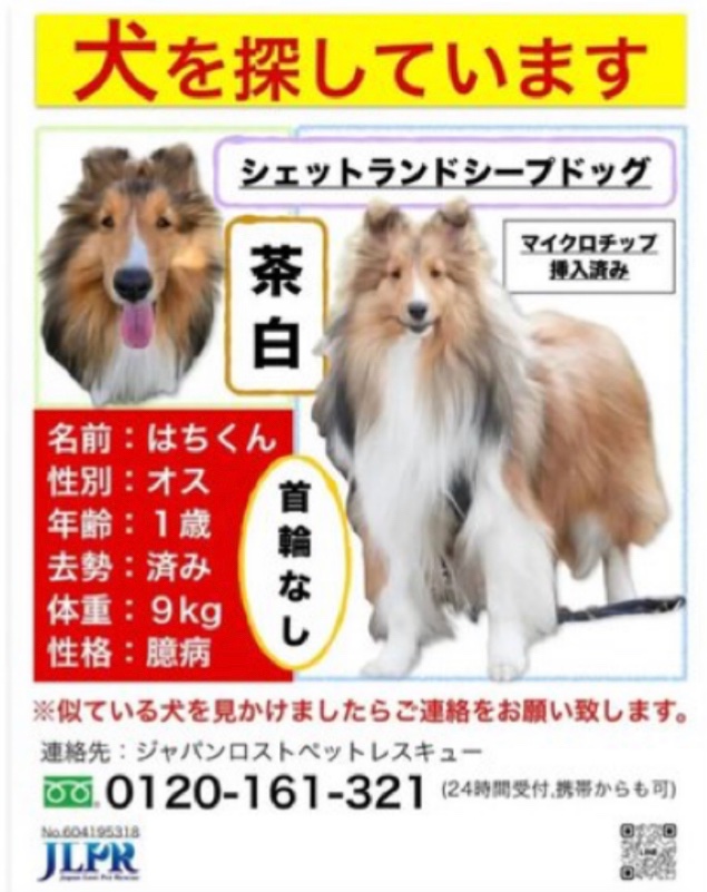 自然生活🐶🐱🕊迷子犬猫鳥迷子保護RT~リプの通知が来ないことがあります tweet media