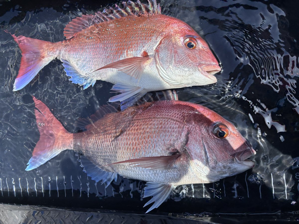 Angler_k11's tweet photo. 家族でのんびりエンジョイ便🚤
ようやくまともな真鯛が釣れた🐟💥
オフショアでもフィッシュプール大活躍💯 https://t.co/ky7f4YXrxx