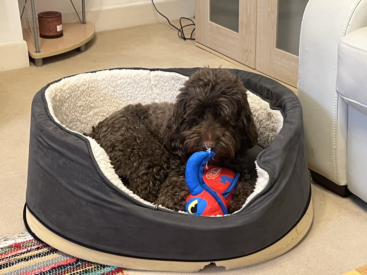 KayWierba's tweet photo. Today’s Daily Picture Theme is #AtHome so any random photo taken at home goes, what fun 🤩 couldn’t decide between Biscuit sleeping or playing - which do you prefer?

#DailyPictureTheme #photography #PuppyLove #dogsdogs https://t.co/HuAnqQKpLe