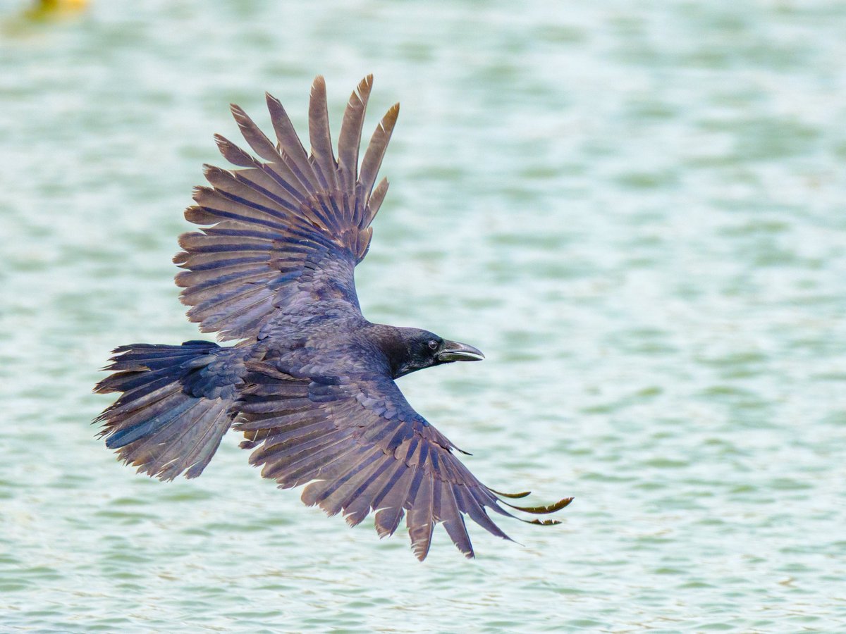 rarara1818184's tweet image. 空飛ぶカラス君🕊✨

GFXでも飛び物いけるんだぞー😆

📷 FUJIFILM GFX100S II + GF500mm F5.6 
#fujifilm #fujifilm_xseries #野鳥写真