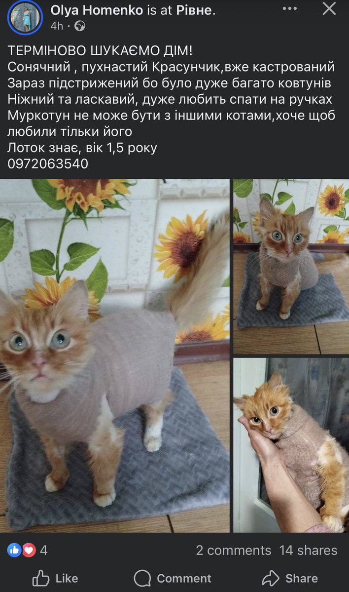 Ну дивіться яке вонооо 🥹
Хлопчик в Рівному, але якщо хтось придивиться, допоможу транспортувати у ваше місто 
Це ж кишенькове сонечко 🥰