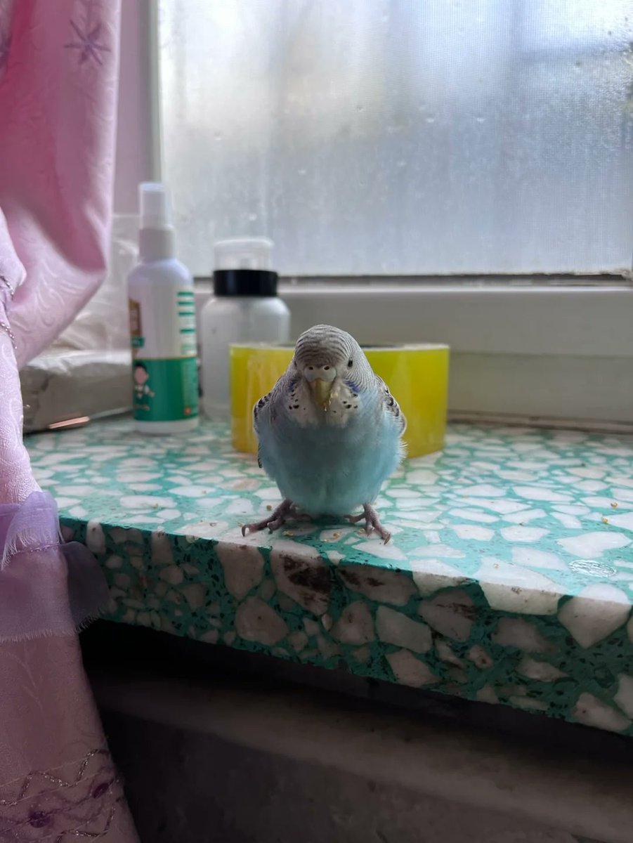 Cesar munoz  tweet media