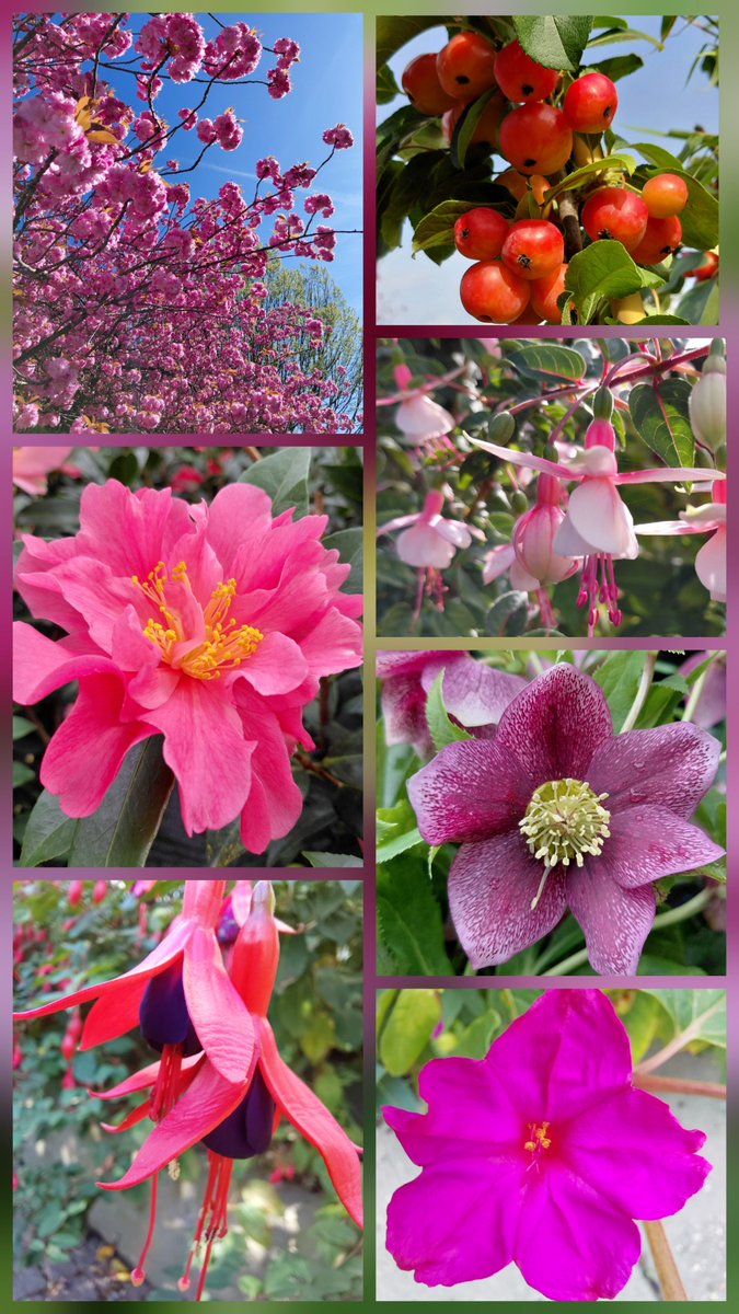 sunflower765277's tweet image. Throwing it back to last year’s garden highlights. 📸 I found these photos of my flowers and just had to share them for #Throwbackthursday. 🌸 Hope your Thursday is as bright as these blooms!

#Flowers #MyGarden #Gardening #Garden