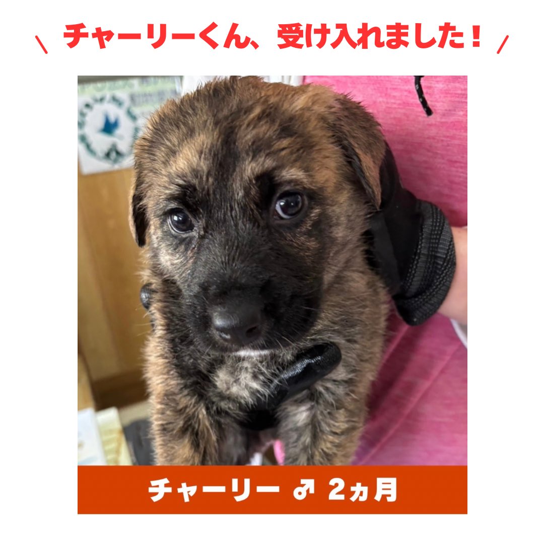 青い鳥動物愛護会🕊️@山口県防府市 tweet media