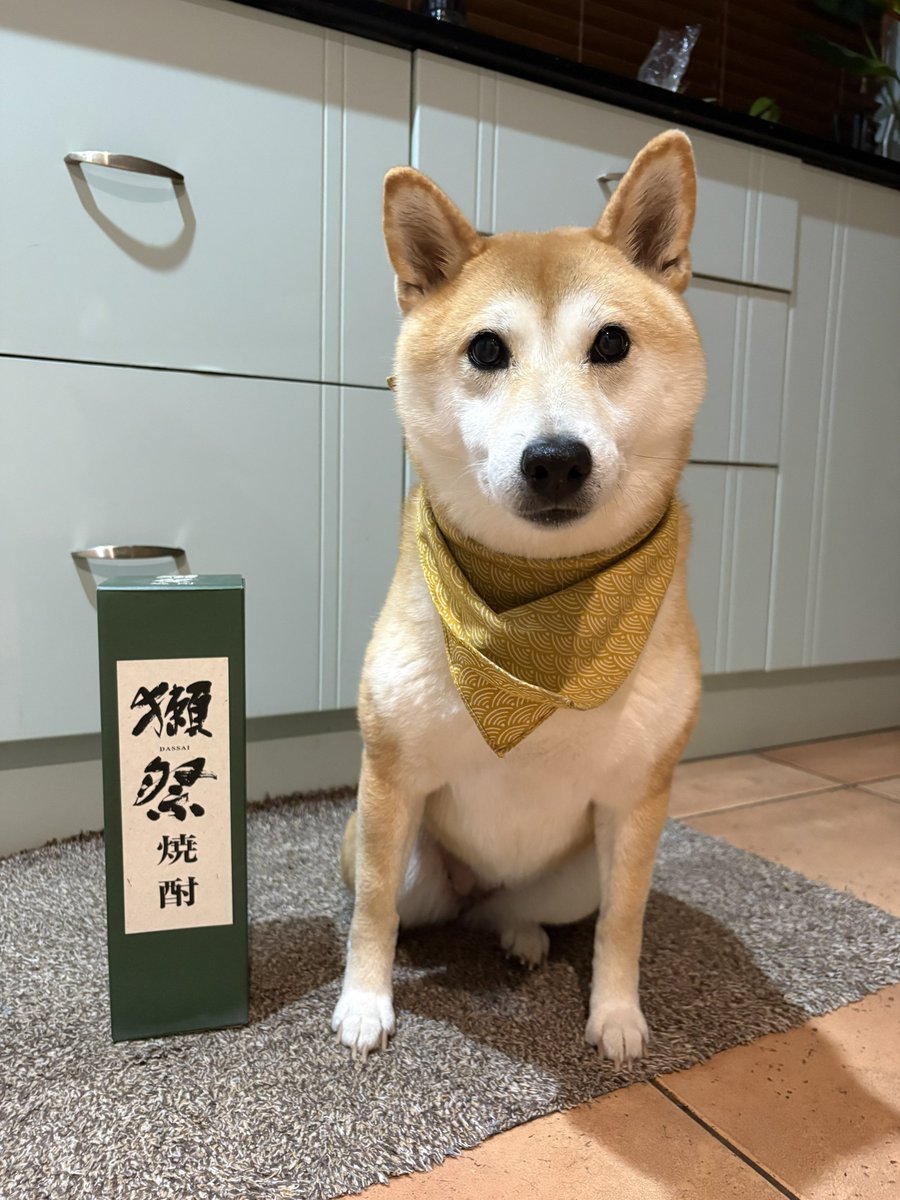 トラゴマ tweet media