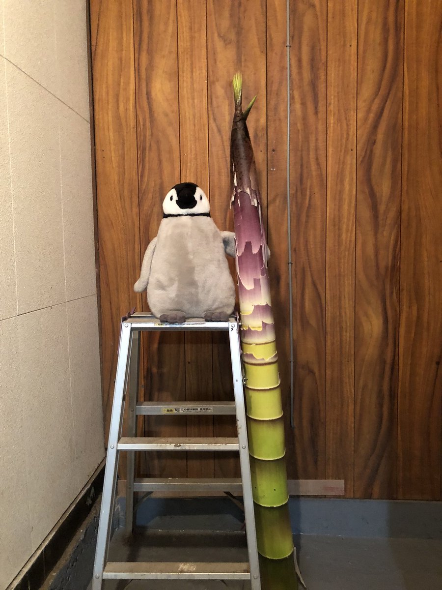 内岛氏理🐧 tweet media