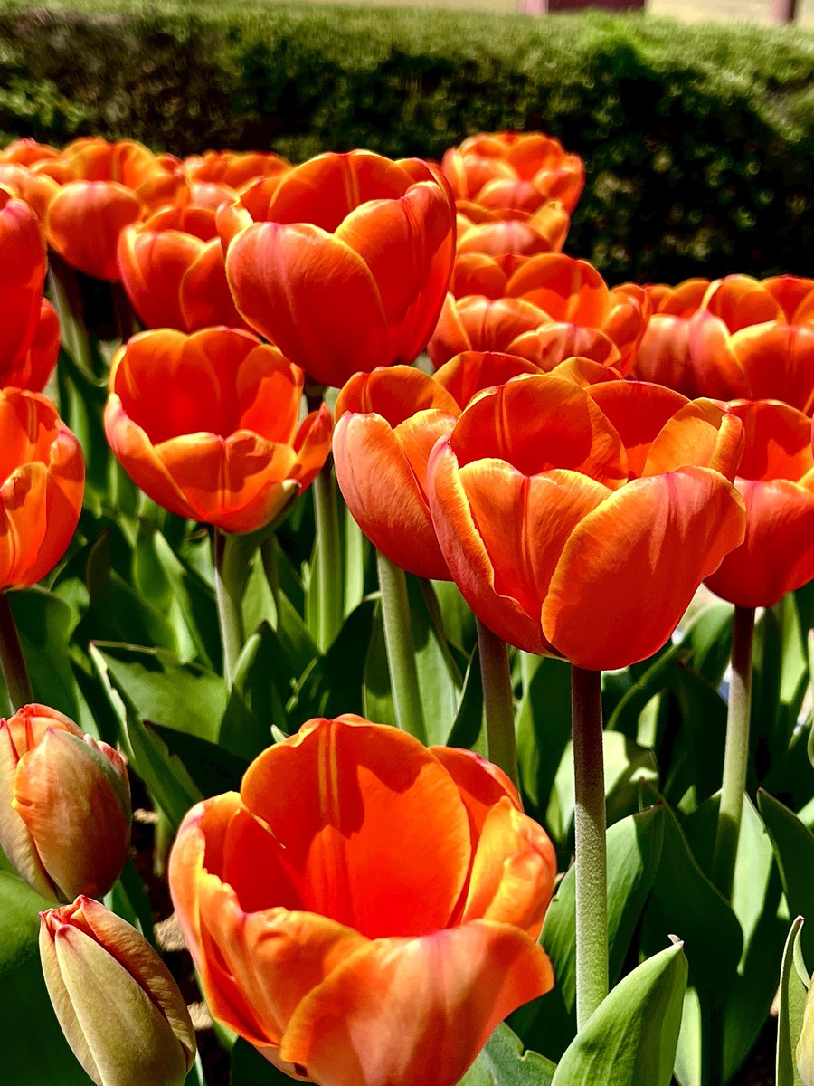 0usatomo's tweet image. GWは何をしますか？

#写真好きな人と繋がりたい
#TLを花でいっぱいにしよう
#photography