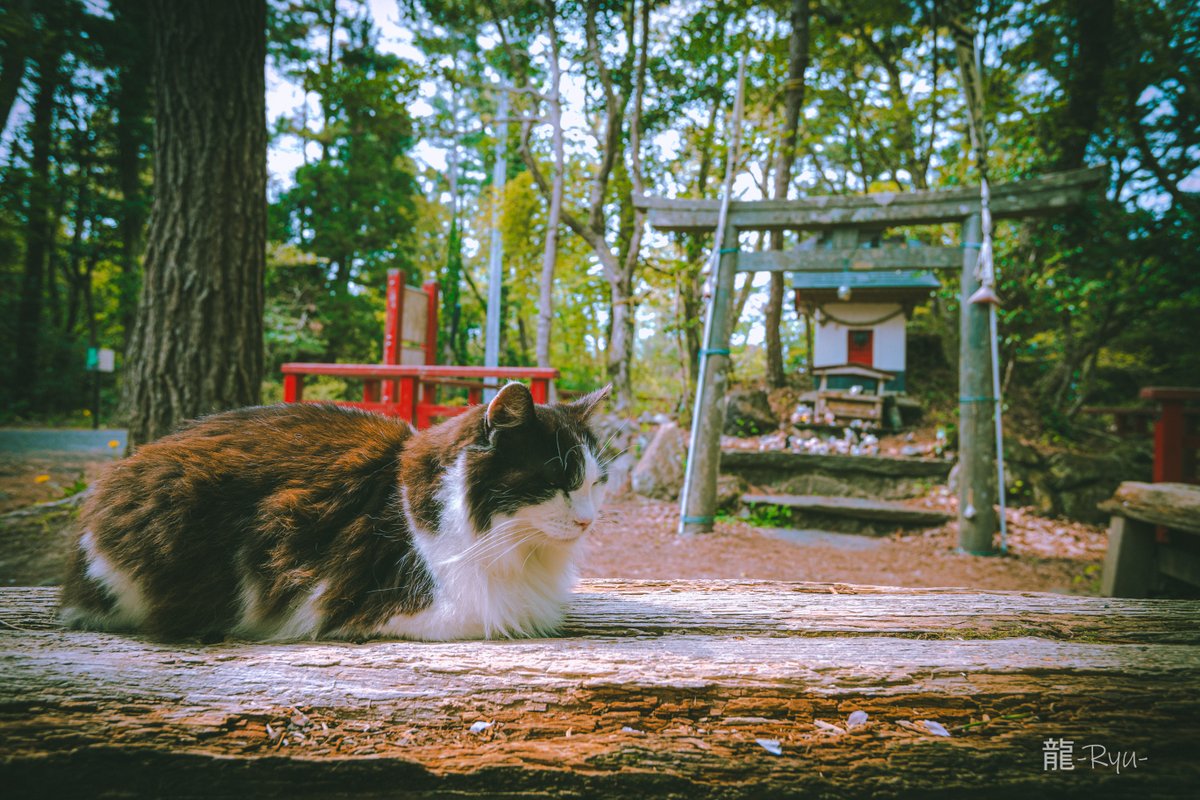 dragon0331's tweet photo. 田代島の猫たちがかわいいすぎた🐾 https://t.co/gRKrRy8gO5