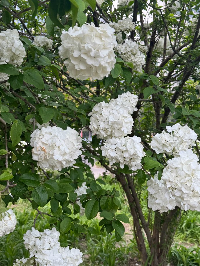 JIANGLI MALAYSIA FANBASE tweet media