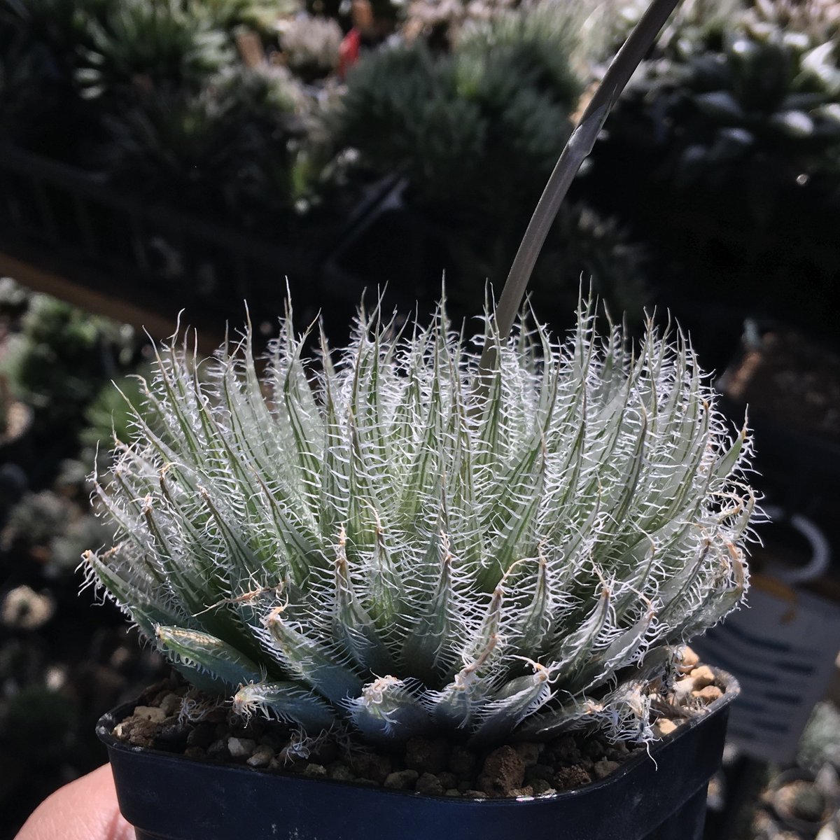 銀色になる草

Haworthia bolusii, #2223, Sundays River, Jansenville

ボルシーとして一番好き

ボルシーでいいのかどうかはちょっと疑問
葉はやや硬めだしkemariに近そう

#ボルシー #Haworthia #ハオルチア #多肉植物