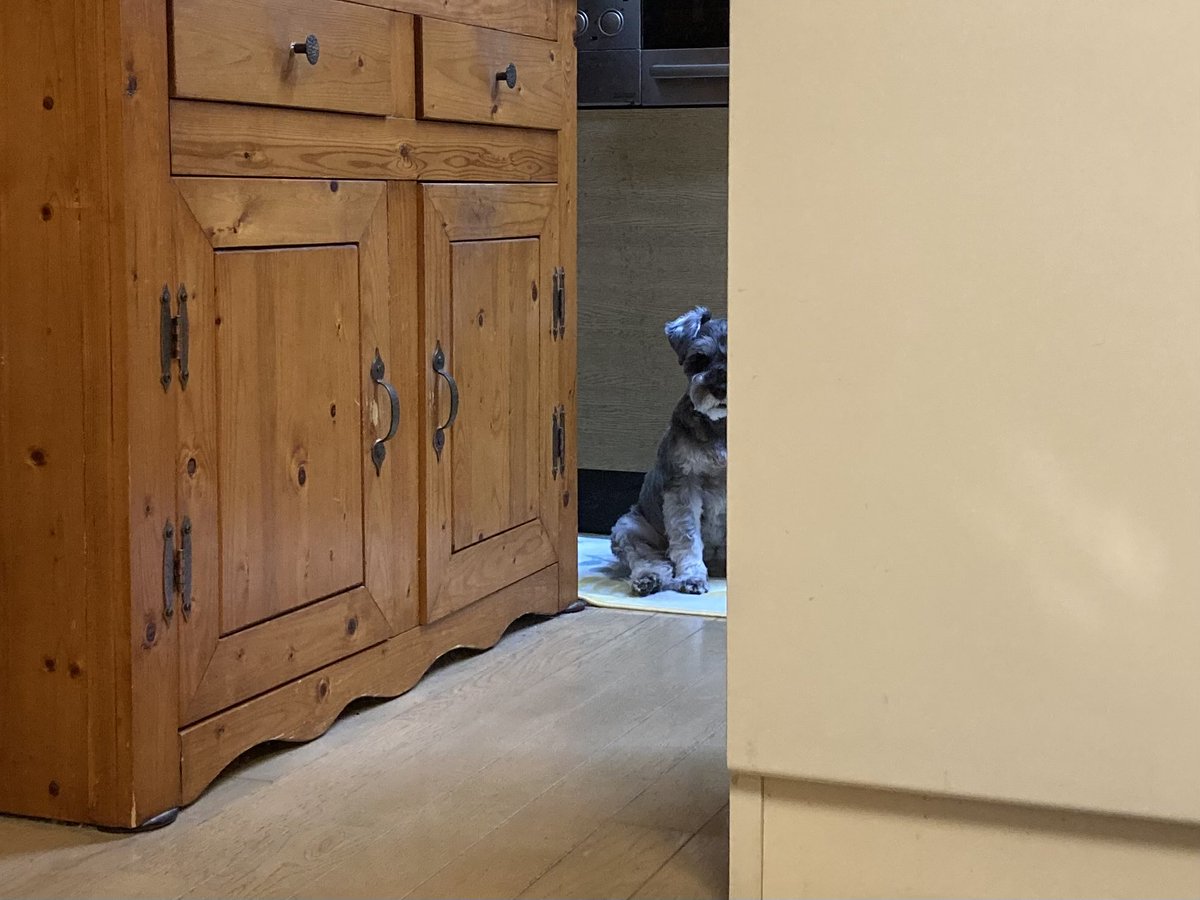 4歳のMシュナうめ tweet media