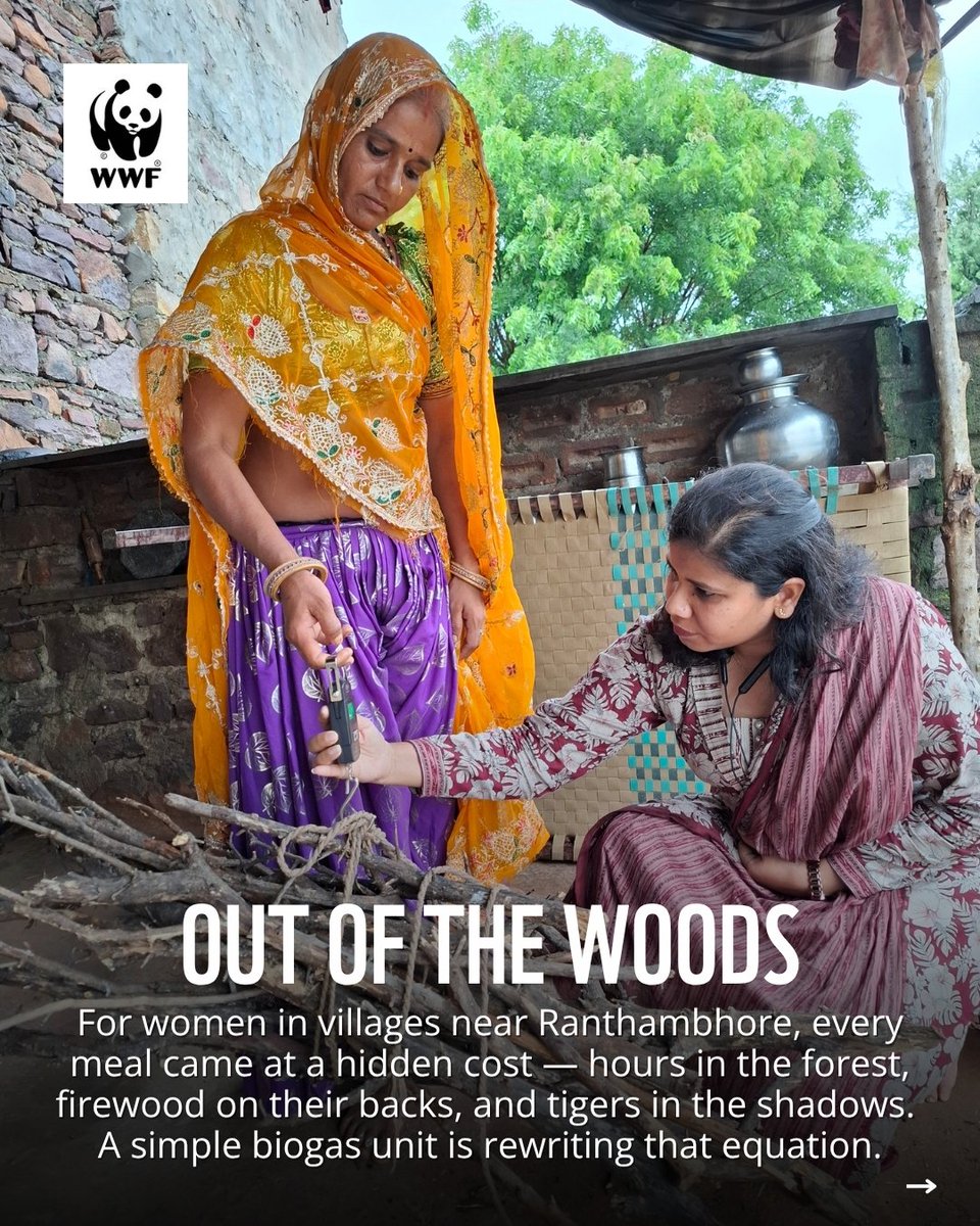 WWFINDIA's tweet image. Can clean energy reduce human-wildlife conflict? In villages bordering @RanthambhoreTR, fuelwood collection was increasing pressure on forests and the communities who depend on them. A biogas intervention is changing that, one household at a time.
 #Biogas #Conservation #WWFIndia