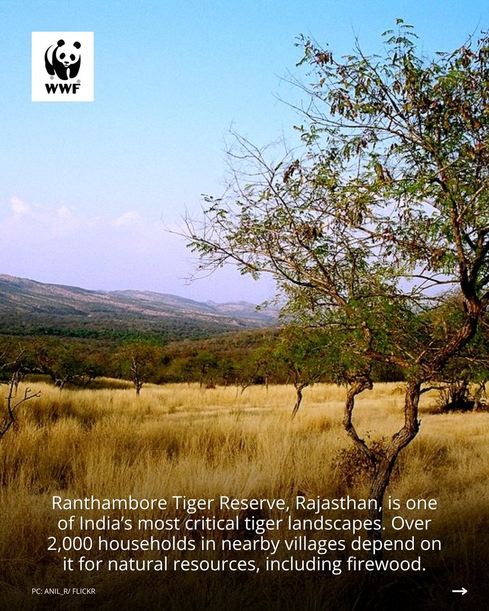 WWFINDIA's tweet image. Can clean energy reduce human-wildlife conflict? In villages bordering @RanthambhoreTR, fuelwood collection was increasing pressure on forests and the communities who depend on them. A biogas intervention is changing that, one household at a time.
 #Biogas #Conservation #WWFIndia