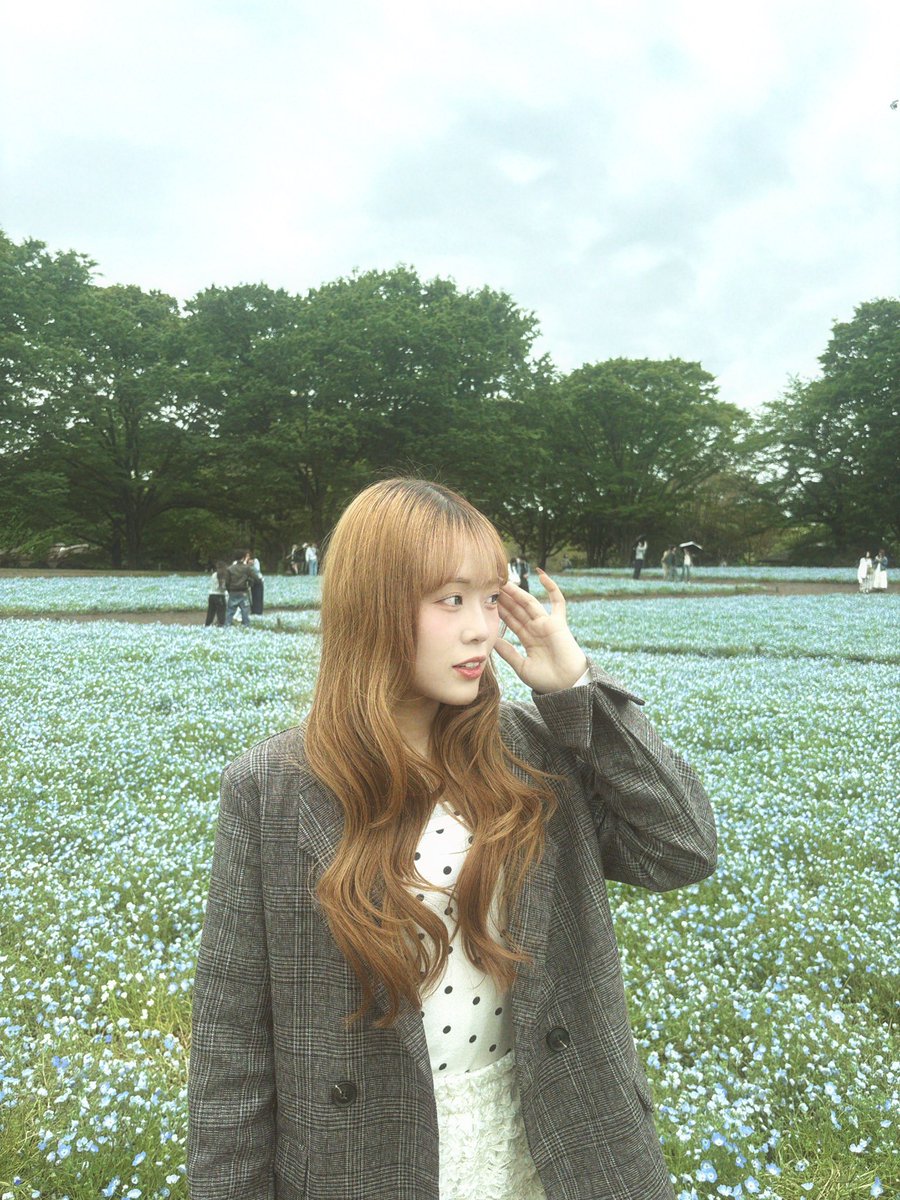 koko86_muse's tweet photo. 昭和記念公園のネモフィラ.✿

来年はチューリップ🌷見に行きたいな

 #国営昭和記念公園
 #ネモフィラ https://t.co/HESzlhX4mJ
