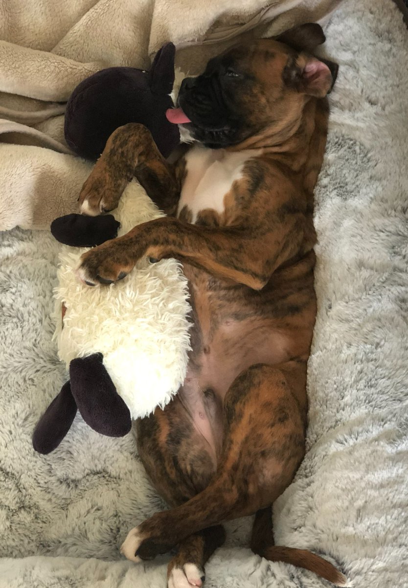 Becks Boxer tweet media