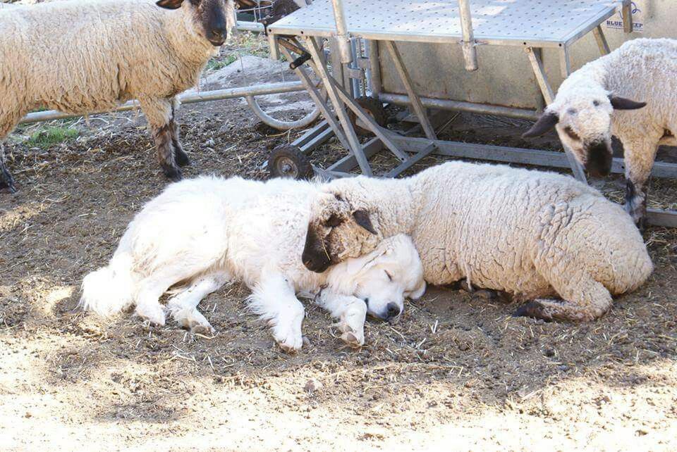 livestock dog 🌱🎐 tweet media