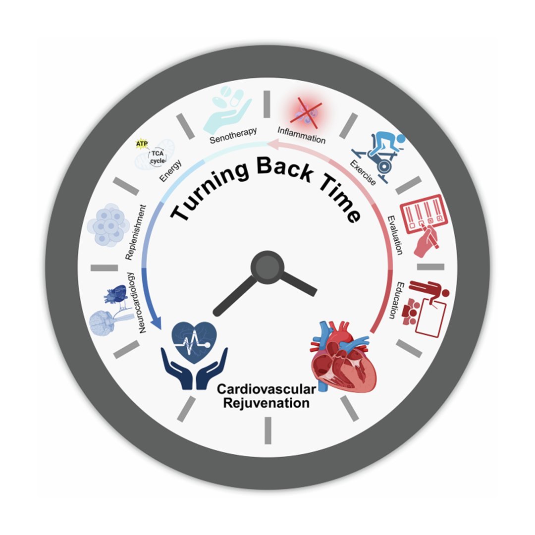 sigtrans_sttt's tweet image. This review in #STTT outlines key hallmarks &amp;amp; signaling pathways in #CardiovascularAgeing, including #Inflammation &amp;amp; #MitochondrialDysfunction, and highlights #TherapeuticTargets against age-related #CardiovascularDiseases. @FudanUniversity
#OpenAccess: doi.org/10.1038/s41392…