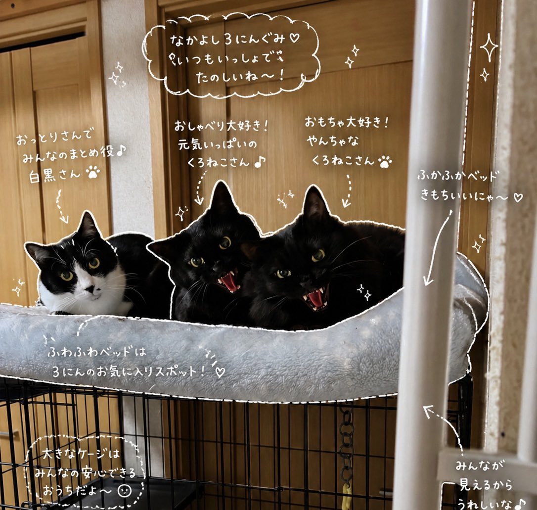musubi1979's tweet photo. 結びの保護部屋の猫さんたち💞
人馴れ訓練してますが💦この感じが
ずーっと続いてます😁
でもね、可愛いの💕

#里親募集中
#保護猫 https://t.co/02BLR0r61k