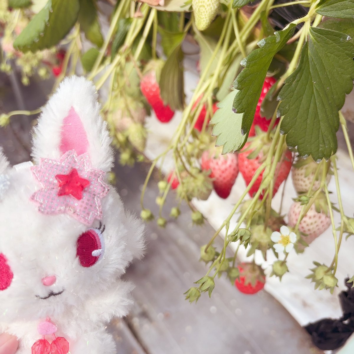 ChWv_'s tweet photo. 🌸🍒 https://t.co/HLrriIbJ5N