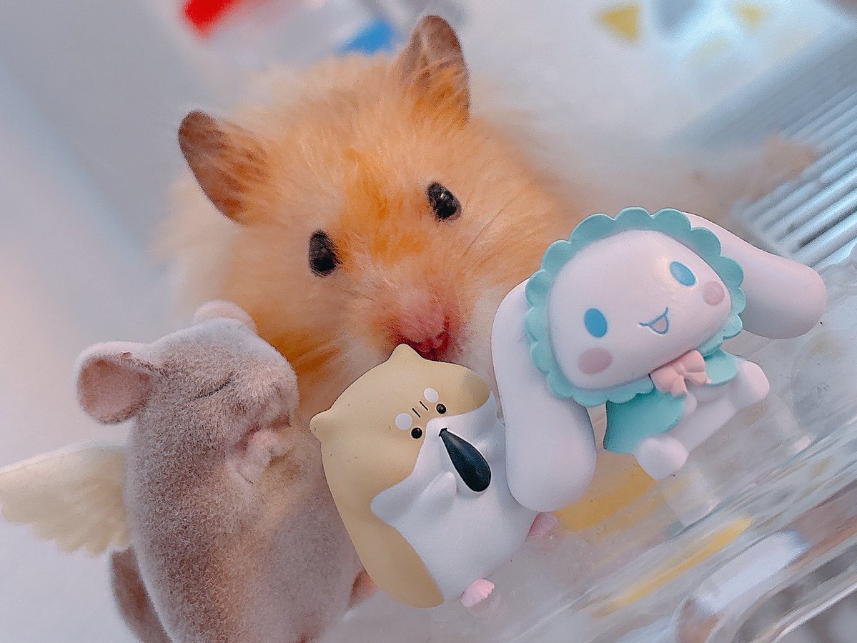 ハムちゃん🐹 (@nagihagiyubeshi) / Posts / X