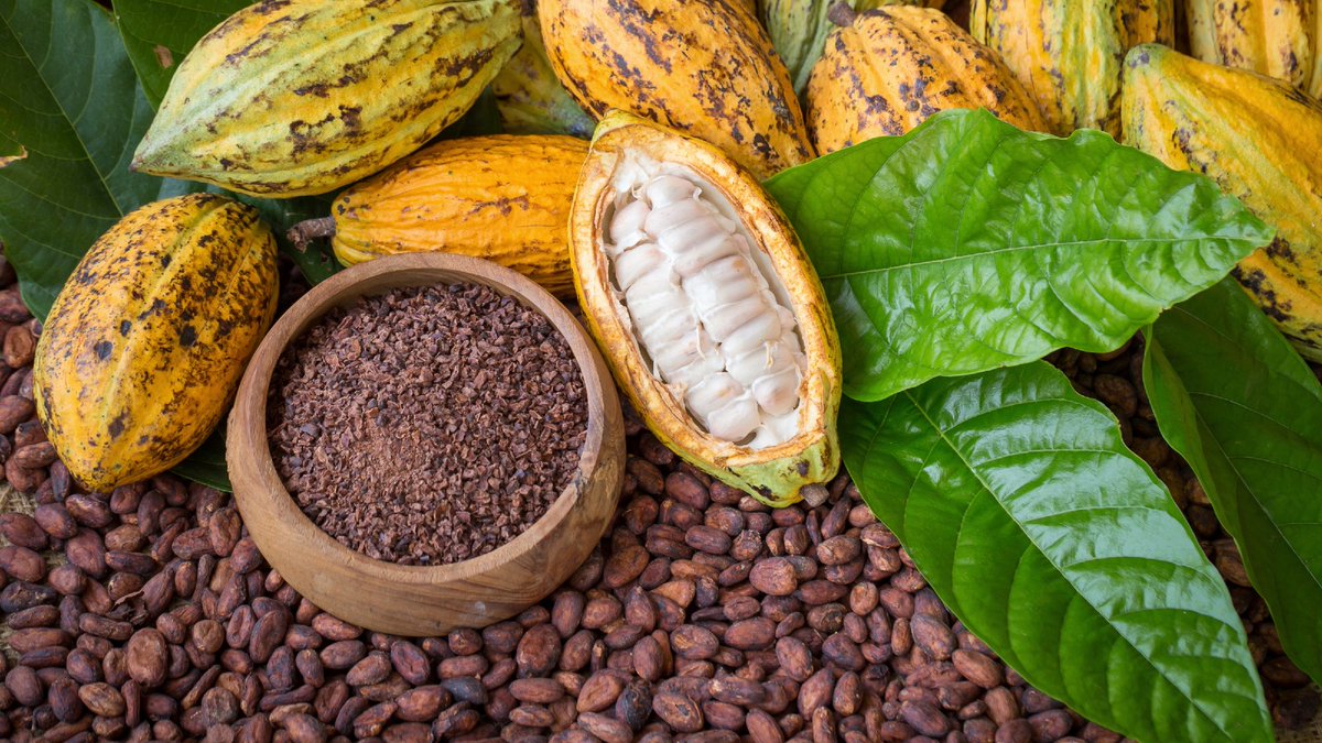 comerbeber's tweet image. 🍫 400+ granos para medio kilo de chocolate.

Cosecha a mano. Fermentación bajo hojas de plátano. Secado al sol. Tostado. Conchado. Atemperado.

Dato: los frutos del cacao salen del tronco, no de las ramas.

👉 comerbeber.com/el-extraordina…

#chocolate #cacao #gastronomia #alimentacion