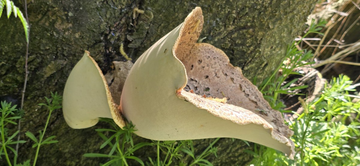 Martin1960's tweet photo. Onderweg wél een enorme paddestoel gezien. Een #zadelzwam (Polyporus squamosus), volgens #GoogleLens. En wie ben ik om dat in twijfel te trekken...? 😳🍄🟫 https://t.co/gfJpIPS8Hy