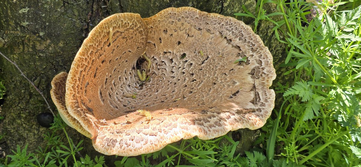 Martin1960's tweet photo. Onderweg wél een enorme paddestoel gezien. Een #zadelzwam (Polyporus squamosus), volgens #GoogleLens. En wie ben ik om dat in twijfel te trekken...? 😳🍄🟫 https://t.co/gfJpIPS8Hy