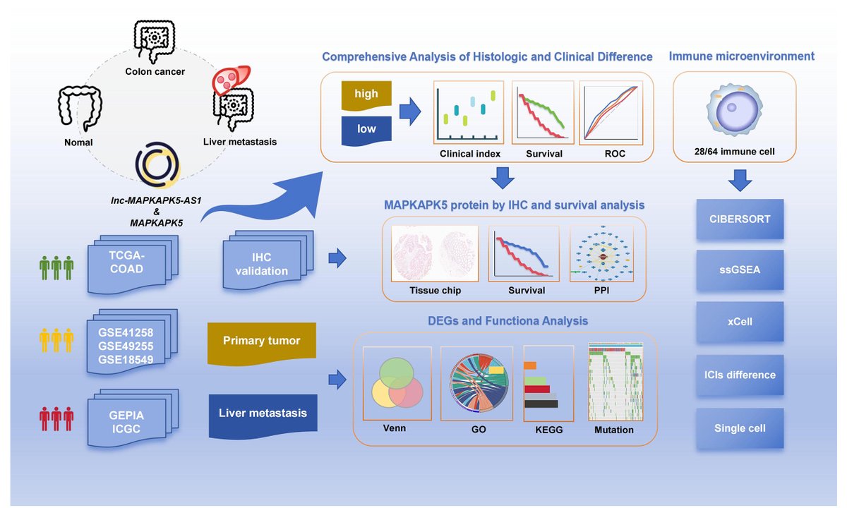 OAE_JCMT's tweet image. 🧬 JCMT Articles Published
The lnc-MAPKAPK5-AS1 promotes colon cancer-derived liver metastasis via modulating the tumor microenvironment: an in silico study and immunohistochemistry validation
🔗 DOI: 10.20517/2394-4722.2025.26
🌐 oaepublish.com/articles/2394-…
#ColonCancer #Metastasis