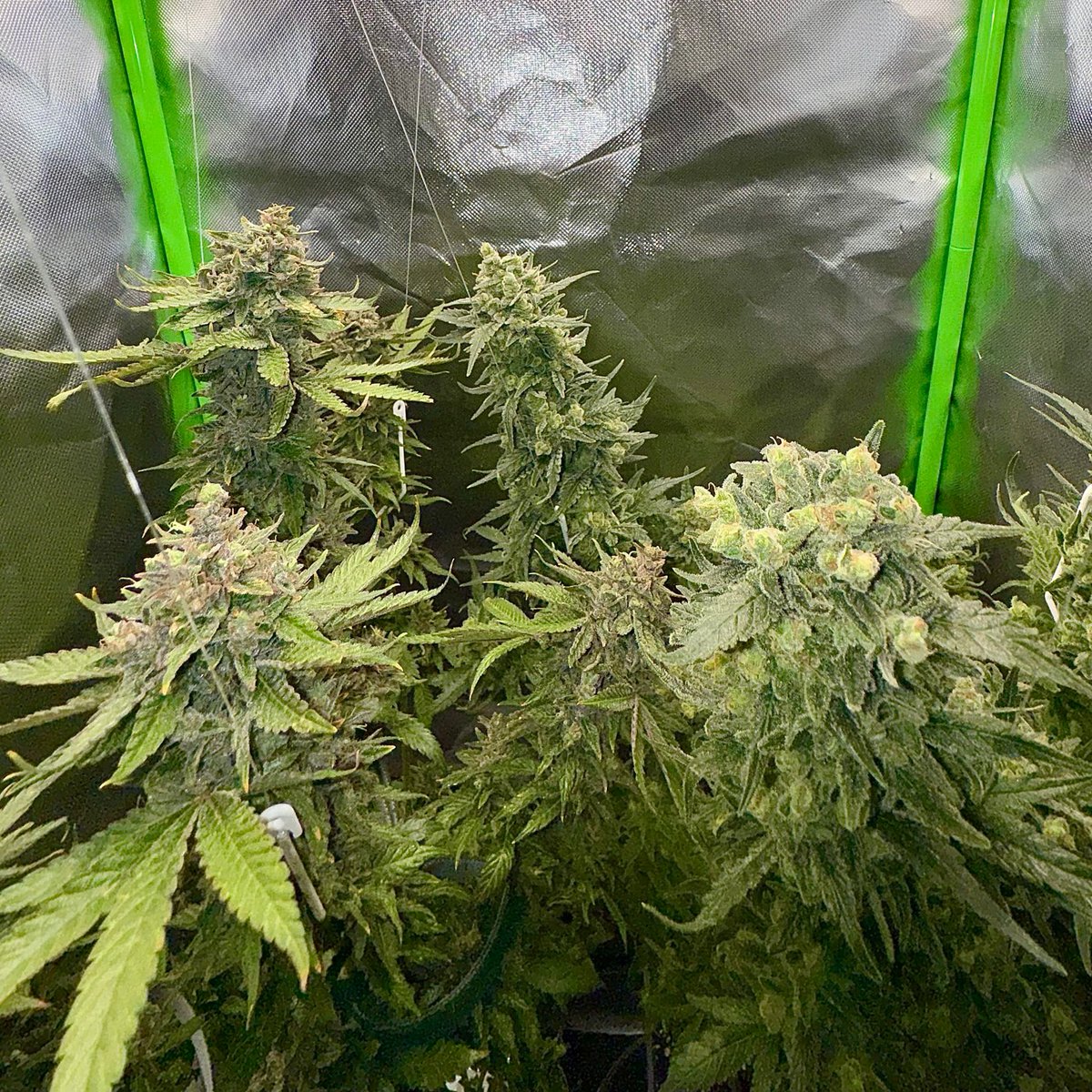 MySeeds tweet media