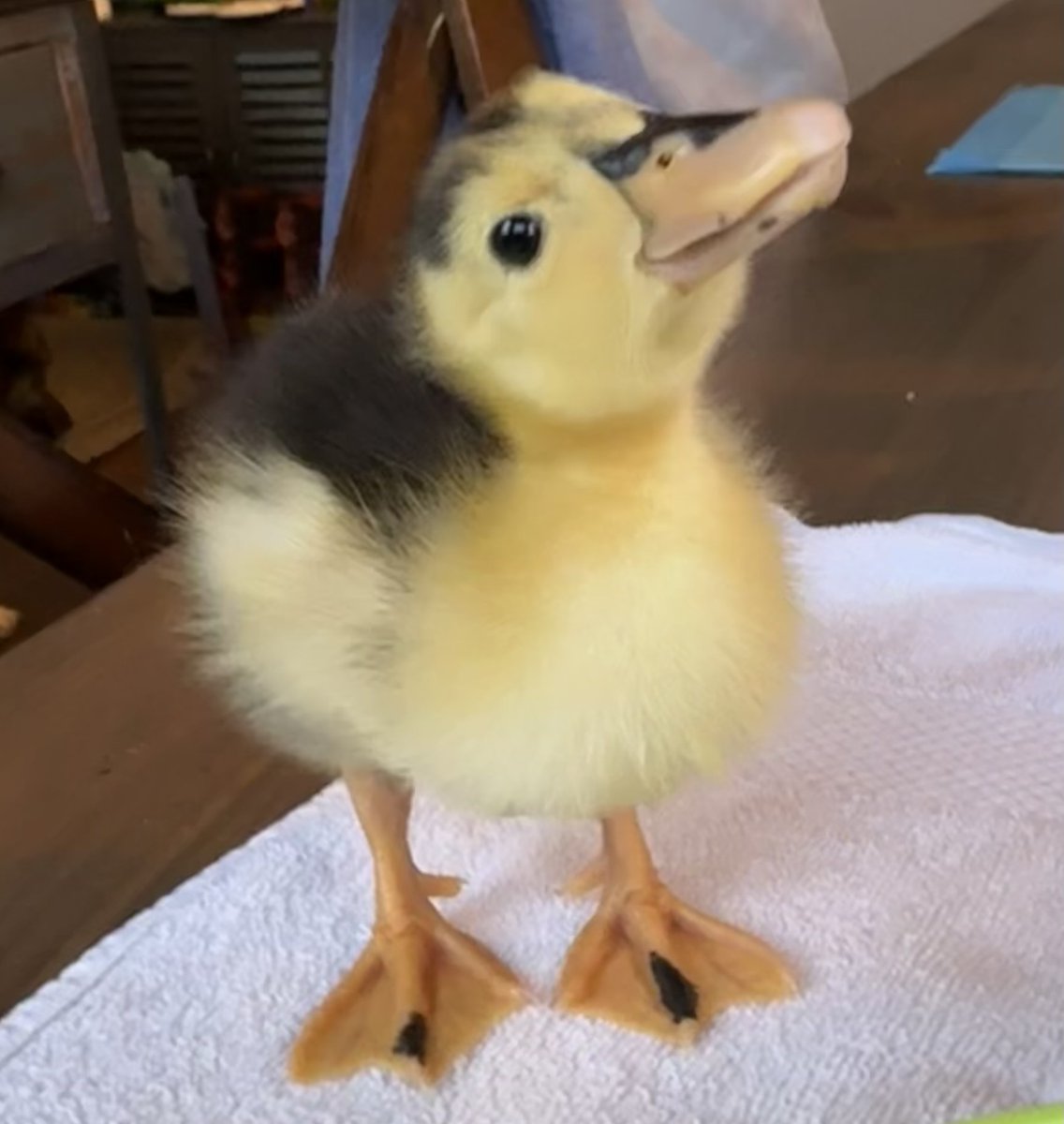 Dinky the Duckling Runner tweet media