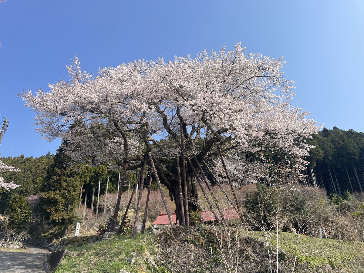 Bf109K1's tweet photo. #4月を写真4枚で振り返る
桜でした。後半は休みと天気が合わずに行けずじまいで終わりました。 https://t.co/RBWzhHOZ0v