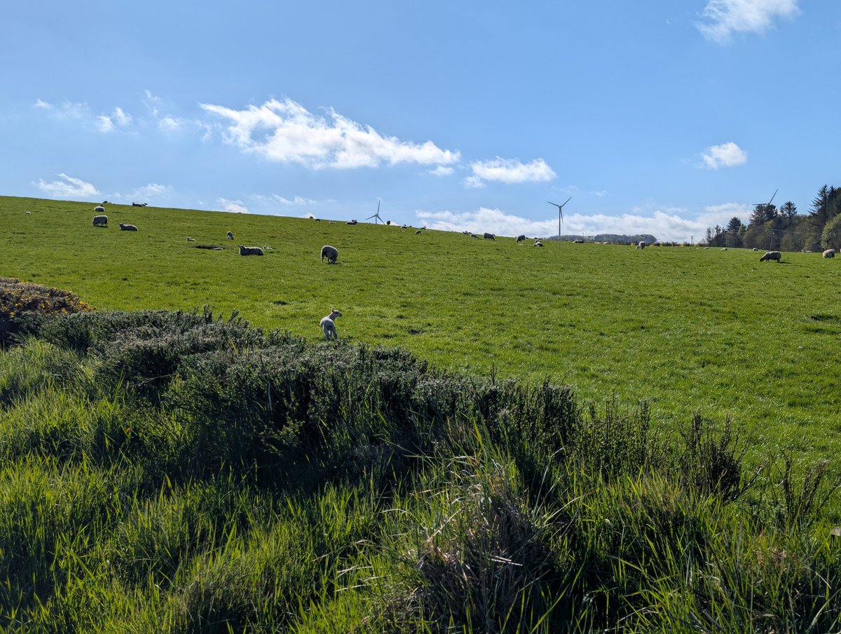 DooDahDog's tweet image. Day 365+120 - Sunny, breeze, cool, dry. 
Easy paced recovery #run with Wilbur dog. Stiff, tired and creaking but the sun cheers the day up.
#running #ukrunchat #5kaday