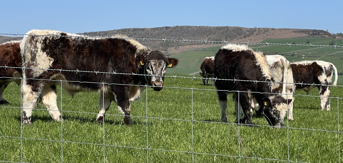COWSworms's tweet photo. Assess pastures for lungworm risk, based on the animals that grazed before. Colour code fields eg red that had youngstock last year, amber which had adult cattle and green for new leys, aftermath or which were grazed by other species. Avoid potential problems if possible https://t.co/JKGyrPW9Q0