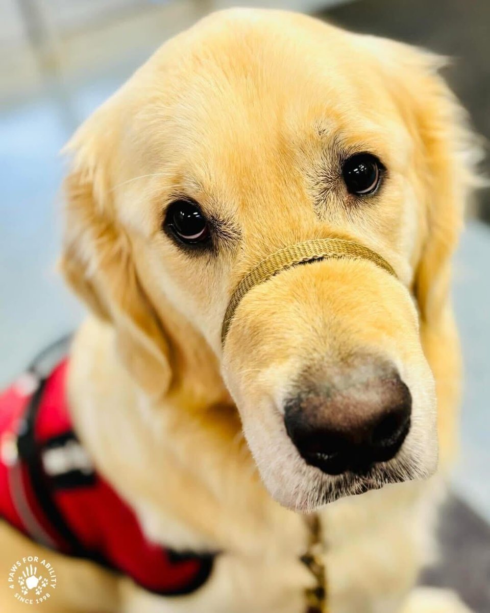 4 Paws For Ability tweet media